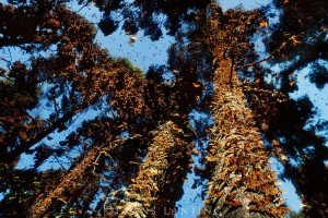 Monarch butterfly wintering colony